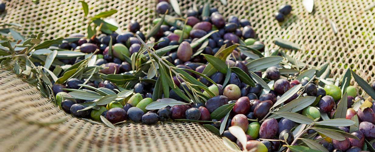 olive Ernaghju camping