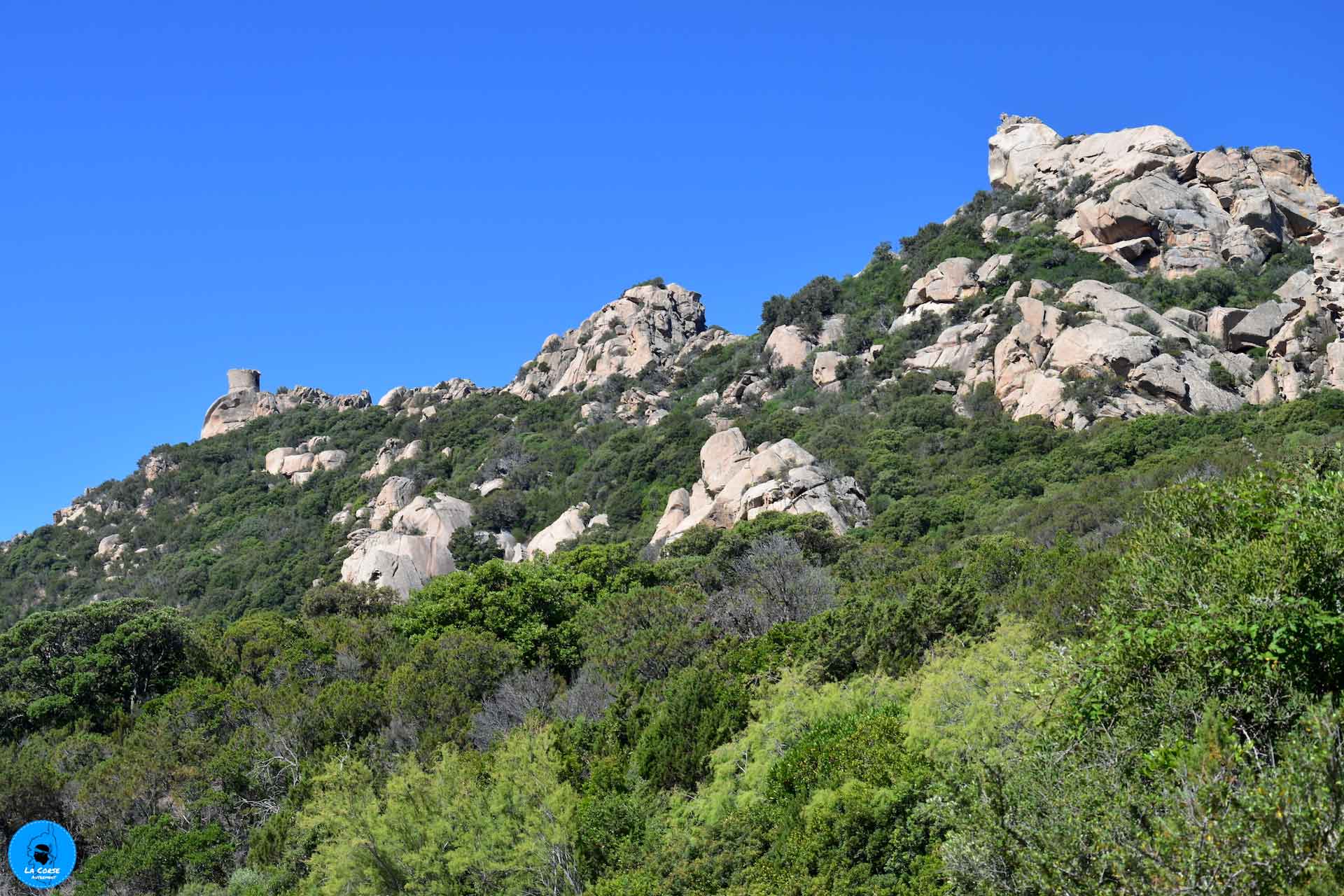 Lion de Roccapina