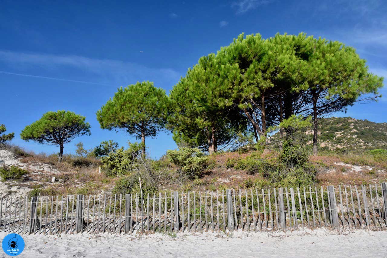 Plage de Palombaggia