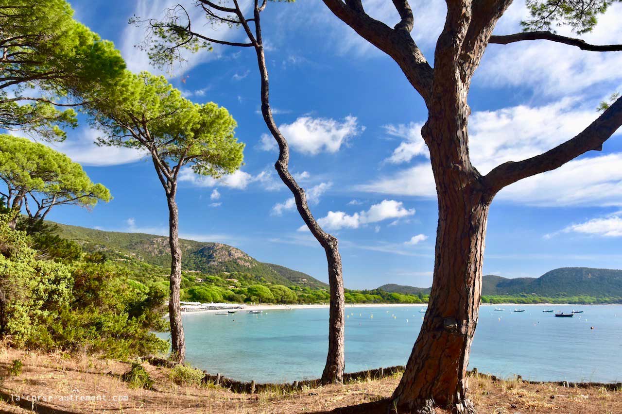 La Plage De Palombaggia En Corse Porto Vecchio