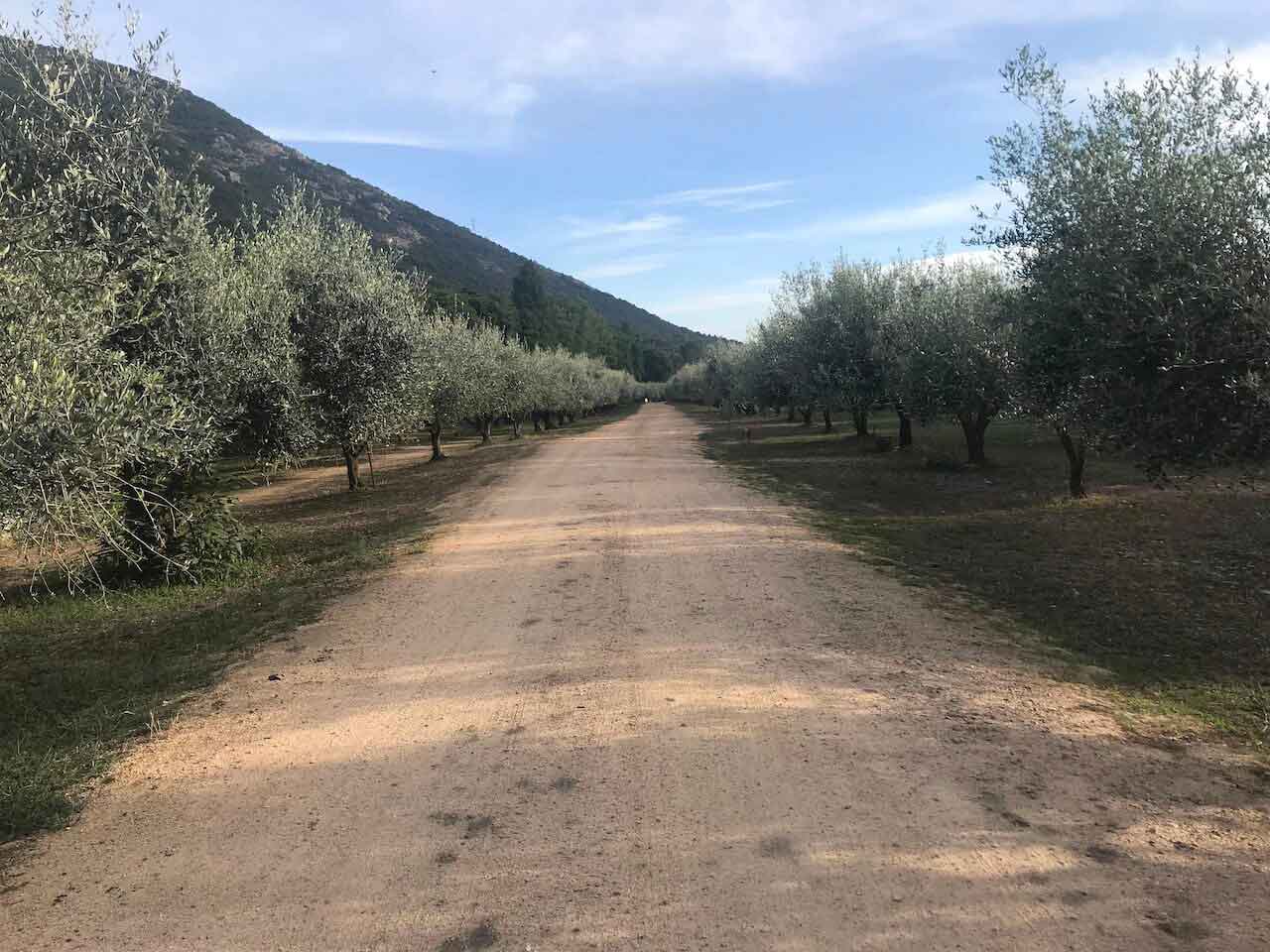 Camping Le Sagone