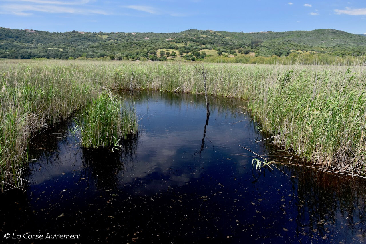 L’étang de Tanchiccia