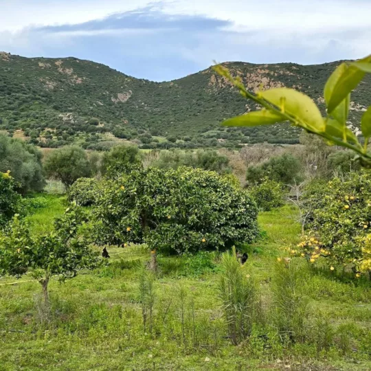 Domaine di l'alivi, Aregno, Haute-Corse