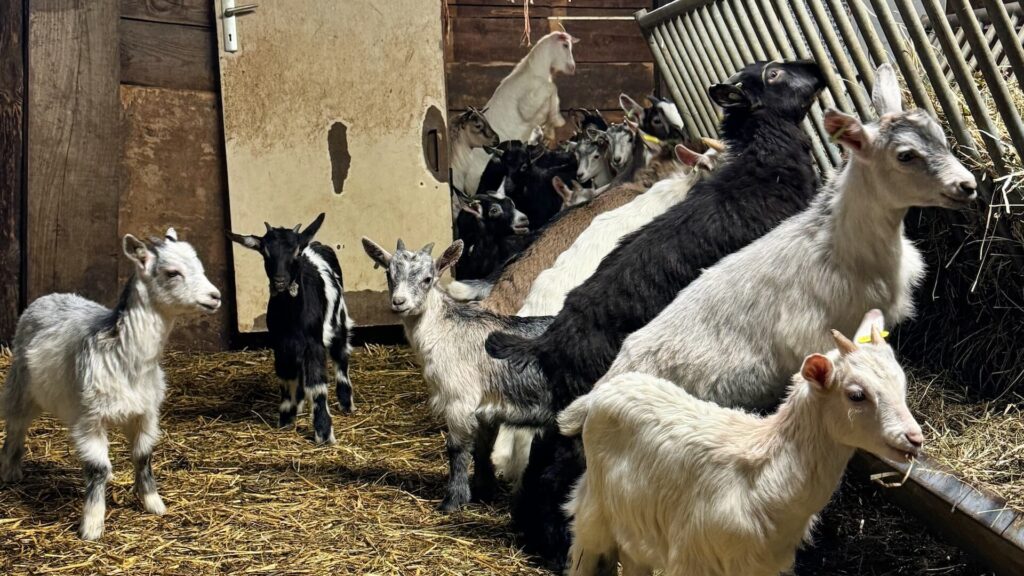 Bienvenue à la ferme Corse